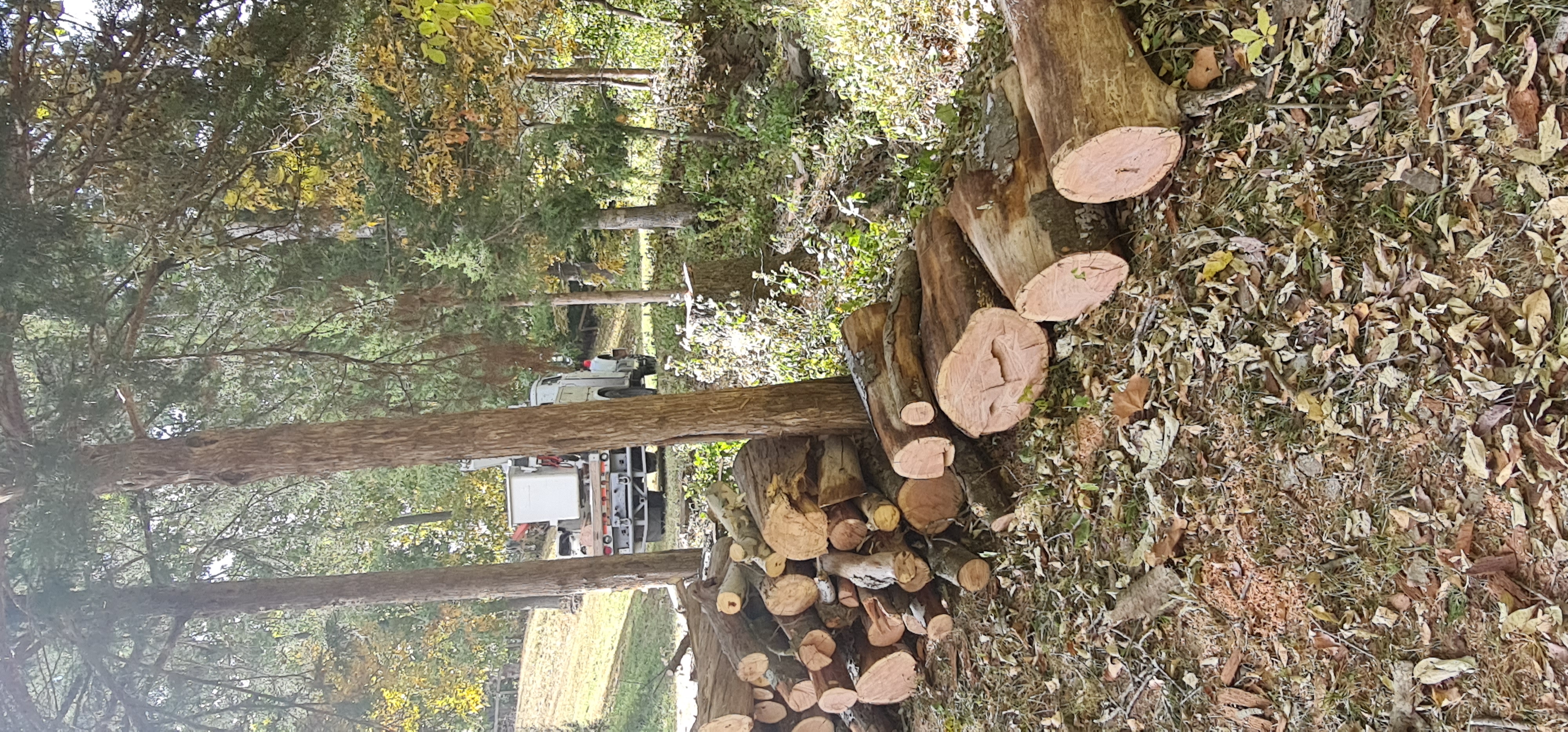 Freshly cut logs stacked after tree removal